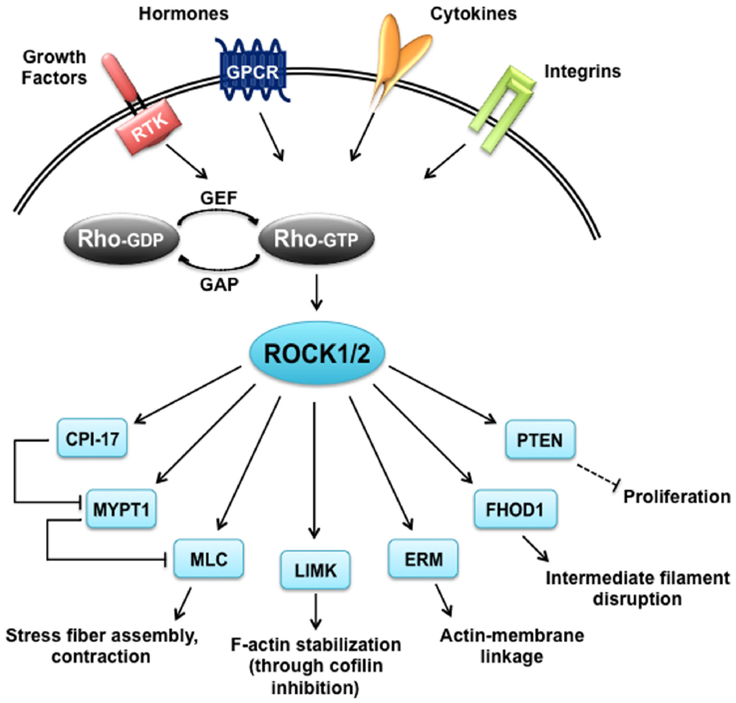 Rho Associated Protein Kinase 1